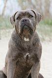 CANE CORSO 585